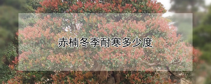 赤楠冬季耐寒多少度 赤楠耐寒最低温度