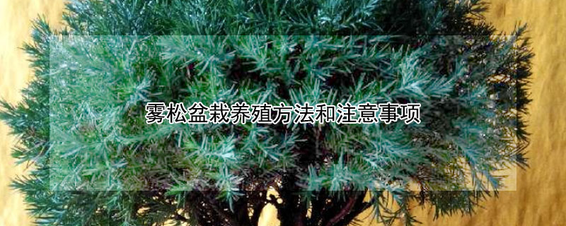 雾松盆栽养殖方法和注意事项 五树进宅,人穷家败,哪五种树