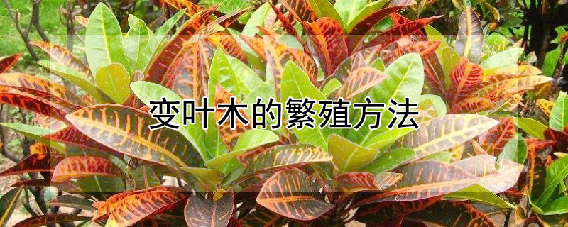 变叶木的繁殖方法 变叶木扦插的方法