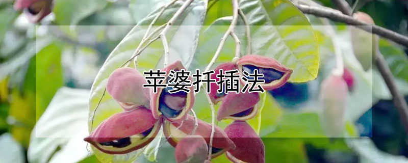 苹婆扦插法（苹婆插枝育苗技术）