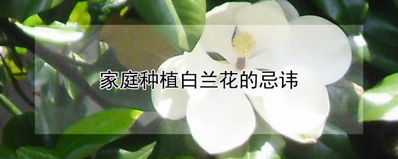 家庭种植白兰花的忌讳（家里种白兰花）