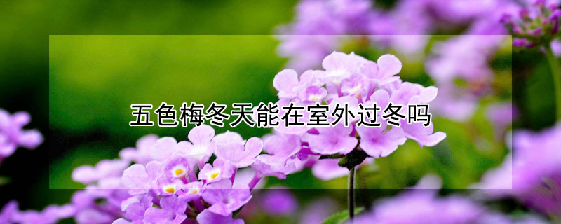 五色梅冬天能在室外过冬吗 五色梅冬天能在室外过冬吗