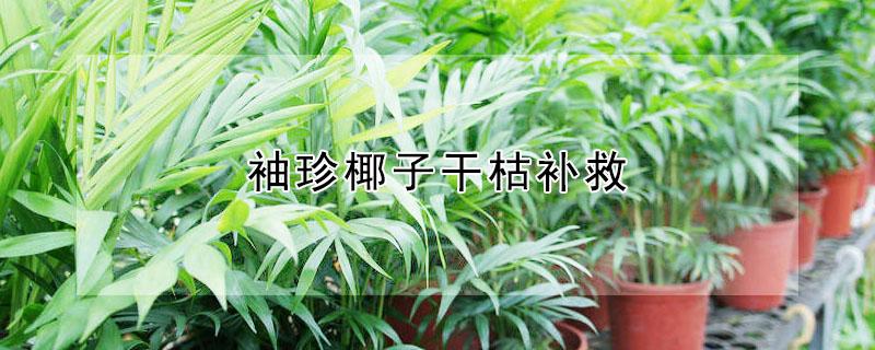 袖珍椰子干枯补救（袖珍椰子干枯怎么处理）