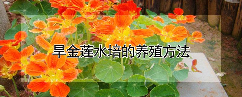 旱金莲水培的养殖方法 旱金莲水培的养殖方法有哪些