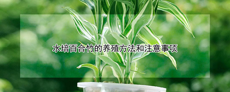水培百合竹的养殖方法和注意事项 水培百合竹的养殖方法和注意事项视频