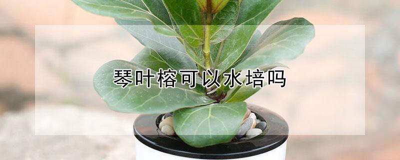 琴叶榕可以水培吗（琴叶榕可以水培吗怎么繁殖）