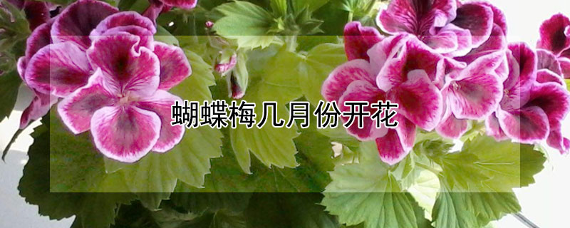 蝴蝶梅几月份开花 蝴蝶梅几月份开花花期多长
