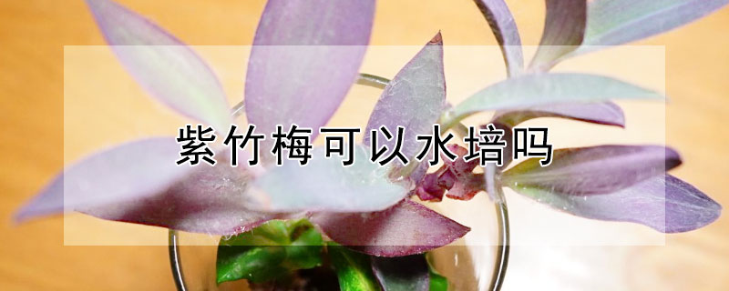 紫竹梅可以水培吗（水培紫竹怎么养最好）