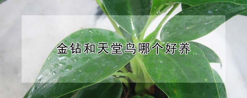 金钻和天堂鸟哪个好养（金钻和天堂鸟的区别）