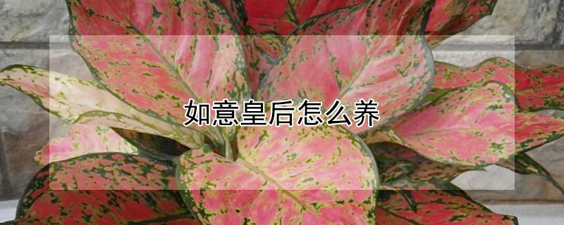 如意皇后怎么养（如意皇后怎么养才能爆盆）