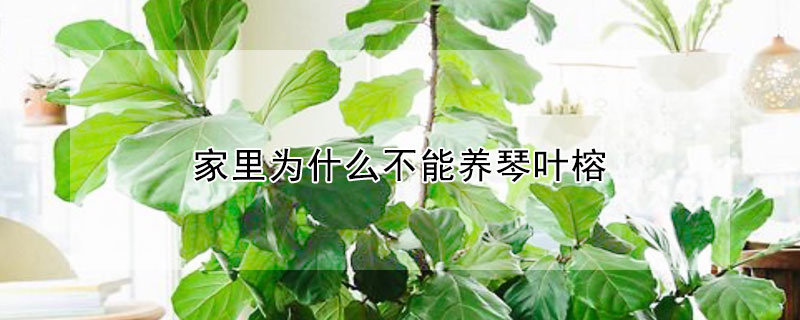 家里为什么不能养琴叶榕（琴叶榕的寓意与风水）