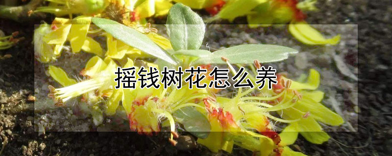 摇钱树花怎么养（摇钱树花好养吗）