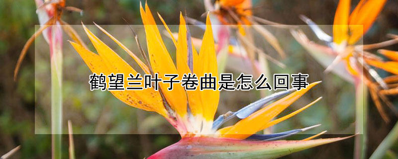 鹤望兰叶子卷曲是怎么回事 天堂鸟叶子卷起来怎么补救