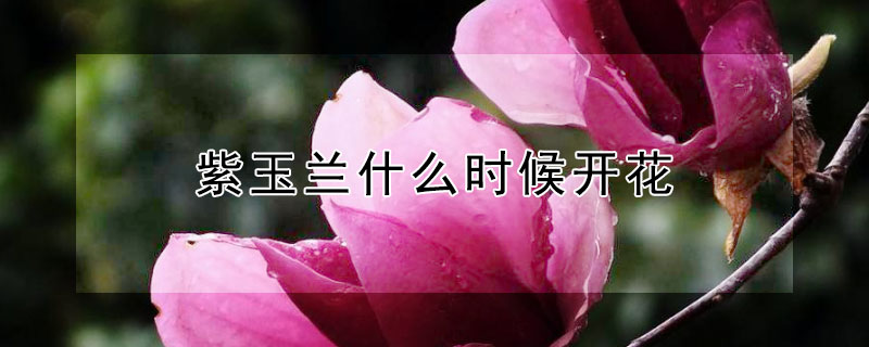 紫玉兰什么时候开花 紫玉兰什么时候开花?花期是