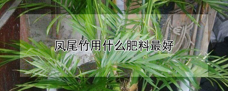凤尾竹用什么肥料最好 凤尾竹用什么肥料最好养