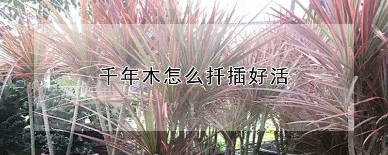 千年木怎么扦插好活（千年木怎么插枝）