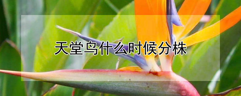 天堂鸟什么时候分株 天堂鸟什么时候分盆