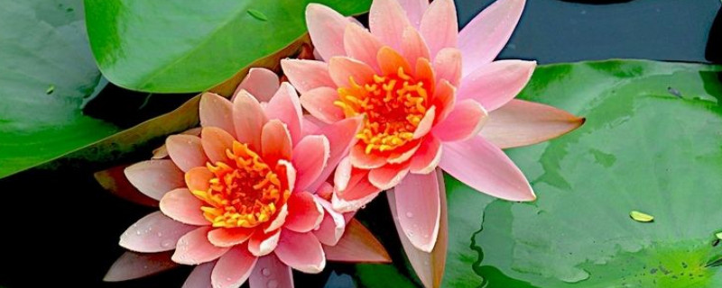睡莲长虫子怎么办 睡莲 长虫