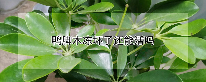 鸭脚木冻坏了还能活吗 鸭脚木冻了怎么挽救