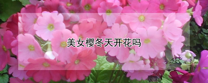 美女樱冬天开花吗 美女樱冬天可以过冬吗