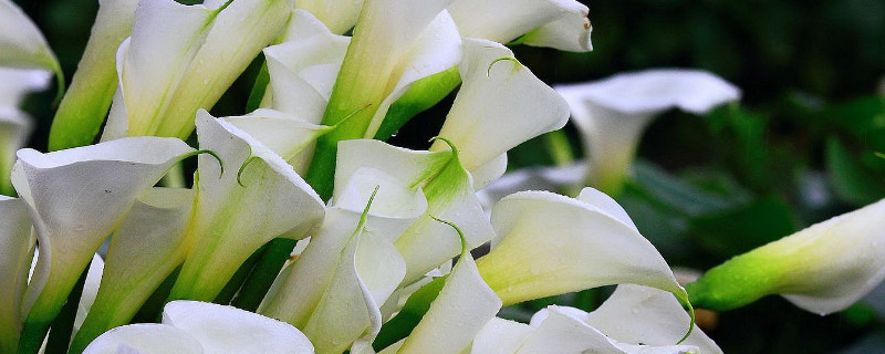 海芋花怎样种 海芋花种植