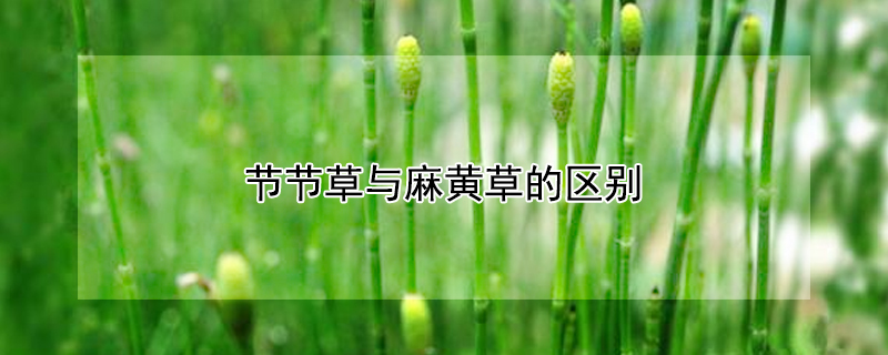节节草与麻黄草的区别 一斤麻黄草会判刑吗