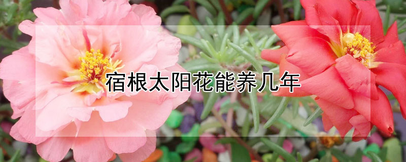 宿根太阳花能养几年（宿根太阳花能养几年寿命是多长）