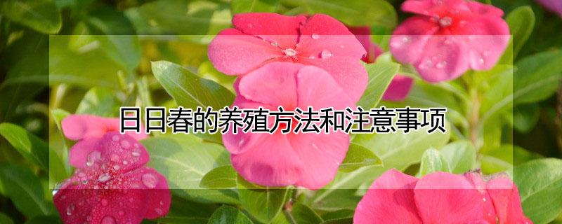 日日春的养殖方法和注意事项 日日春怎么养要修剪吗