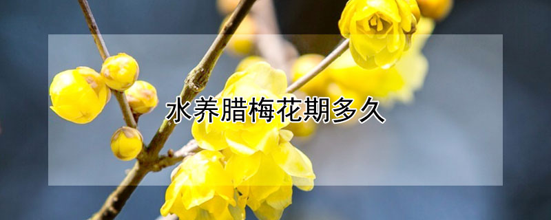 水养腊梅花期多久 水养腊梅花期有多长时间