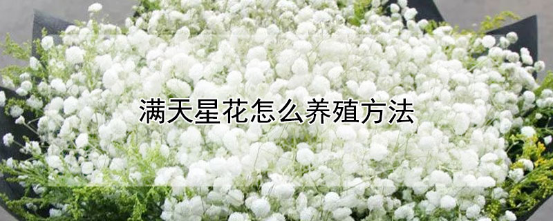 满天星花怎么养殖方法（满天星花怎么养殖方法水养）