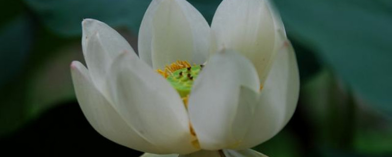 碗莲如何种植 碗莲如何种植方法视频