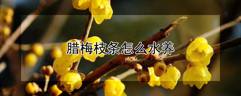 腊梅枝条怎么水养（腊梅为什么不能在家里养）