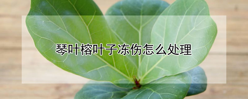 琴叶榕叶子冻伤怎么处理 琴叶榕冻死了还能活吗