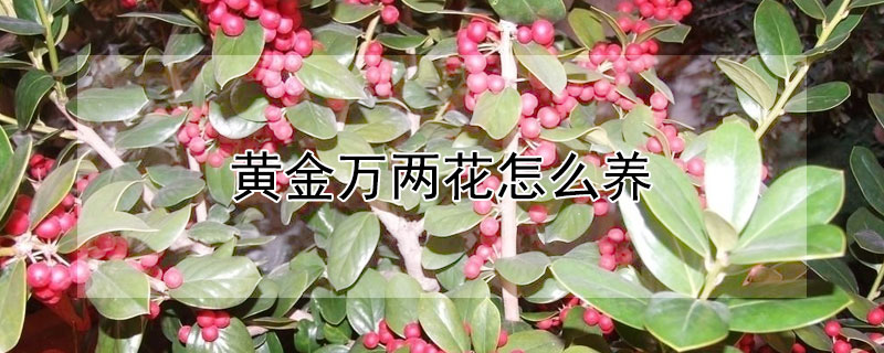 黄金万两花怎么养 黄金万两花怎么养图片