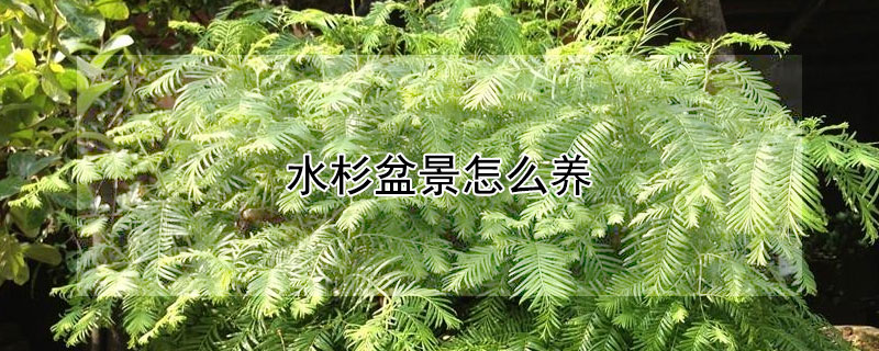 水杉盆景怎么养（水杉盆景图片）