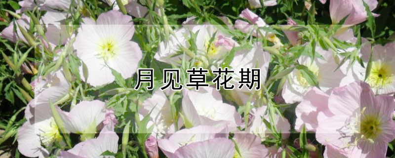 月见草花期（美丽月见草花期）