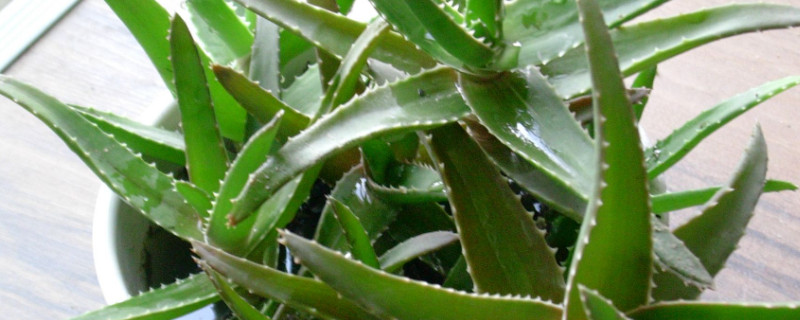 裸根芦荟怎么种植（裸根苗栽植步骤）