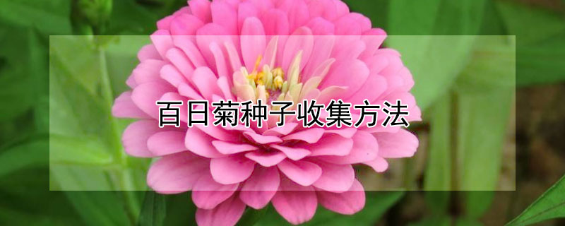 百日菊种子收集方法 百日菊种子收集方法视频
