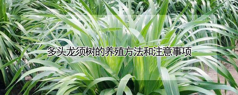 多头龙须树的养殖方法和注意事项 多头龙须树的养殖方法和注意事项有哪些