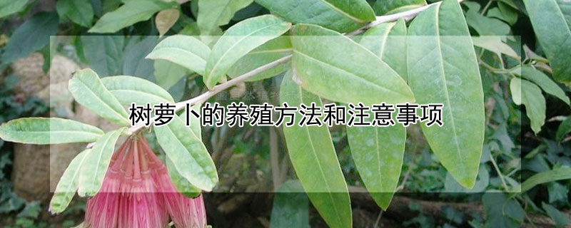 树萝卜的养殖方法和注意事项（树萝卜吊金钟）