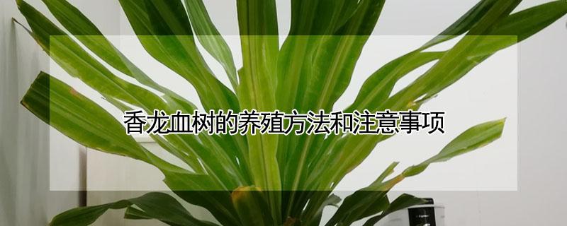 香龙血树的养殖方法和注意事项 香龙血树开花象征着什么