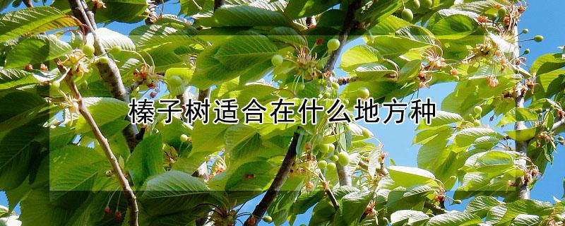 榛子树适合在什么地方种（榛子树适合在什么地方种高枝倾斜怎么办）