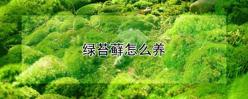 绿苔藓怎么养 绿苔藓怎么养护