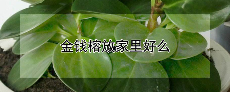 金钱榕放家里好么 金钱榕放家什么位置好
