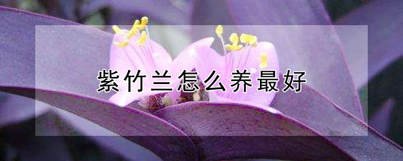 紫竹兰怎么养最好 紫竹兰怎么养最好的方法