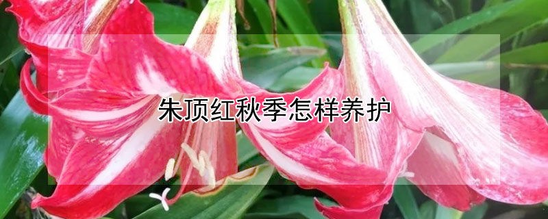朱顶红秋季怎样养护 朱顶红秋季怎样养护视频