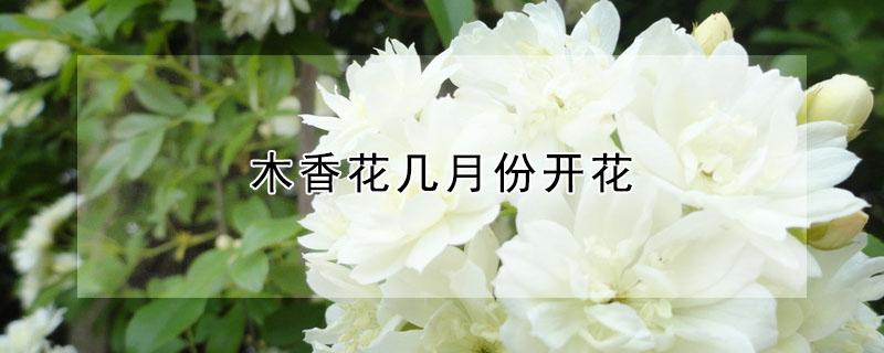 木香花几月份开花（木香花几月份开花花期多长）