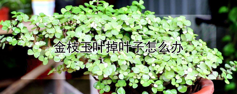 金枝玉叶掉叶子怎么办（金枝玉叶掉叶子怎么办什么原因）