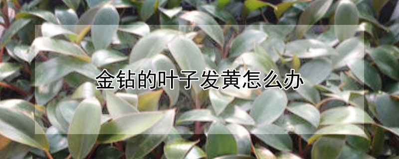 金钻的叶子发黄怎么办（金钻的叶子黄了怎么办）