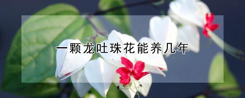一颗龙吐珠花能养几年 龙吐珠一朵花开多长时间